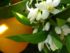 aceite de neroli para el cutis